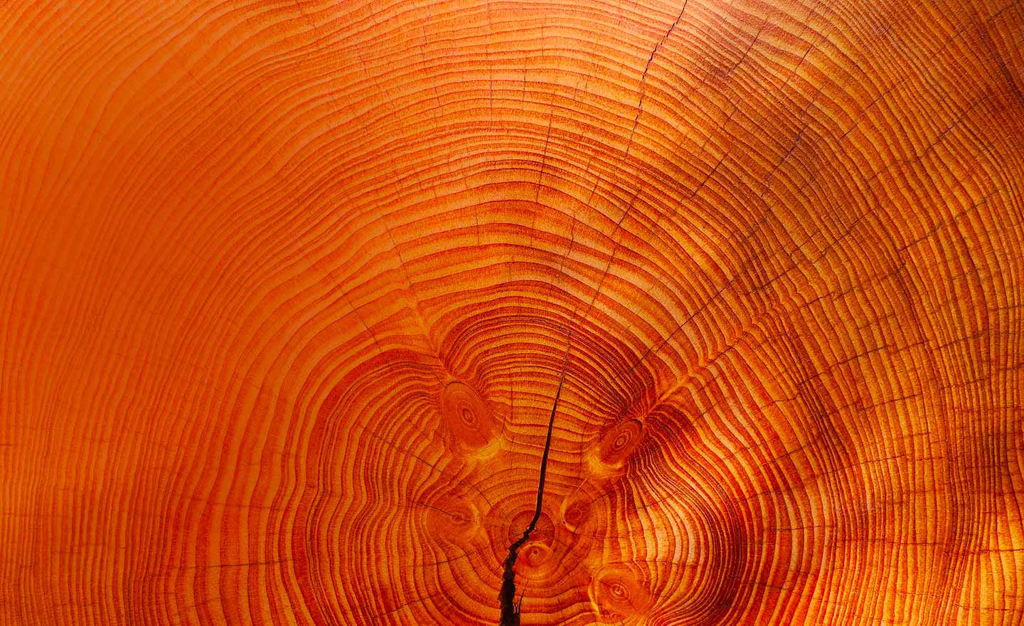 Кольца дерева текстура